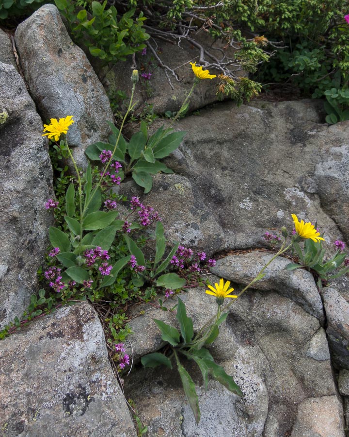 Hieracium in crinale appenninico